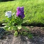 Matthiola incana Blomst