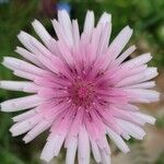 Crepis rubra Floare