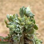 Filago pyramidata Maua