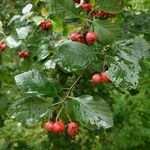 Crataegus persimilis ഇല