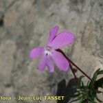 Viola cazorlensis Цвят