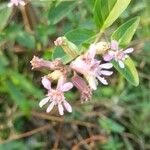 Cuphea racemosa Flower