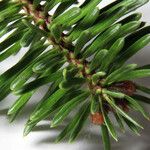 Abies cephalonica Fuelha