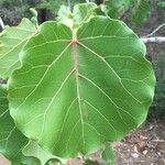 Ficus abutilifolia Blatt