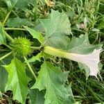 Datura ferox Flower