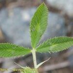 Trifolium retusum Feuille