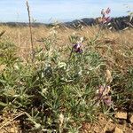 Lupinus formosus Habit