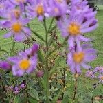 Aster tataricus Floare