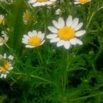 Anthemis cotula പുഷ്പം