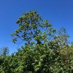 Cecropia schreberiana Hoja