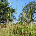 Hieracium lachenalii Vekstform