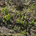 Ophioglossum azoricum Buveinė