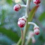 Tapeinosperma grandiflorum