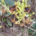 Ophrys speculumЦвят