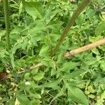 Cephalaria gigantea Leaf