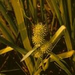 Sparganium androcladum Flower