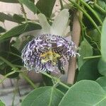 Passiflora ligularis Цветок