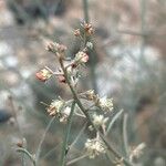 Reseda scoparia Blomst