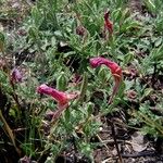 Oenothera tetraptera Hábitos