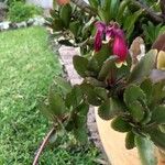 Kalanchoe miniata Цвят