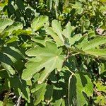 Ficus caricaFulla