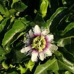 Passiflora edulisFlower