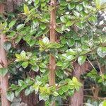 Rhaphithamnus spinosus Hoja