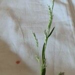 Glyceria declinata Lorea
