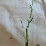 Glyceria declinata 花