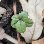 Potentilla canadensis Hoja