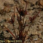 Juncus capitatus Fruto
