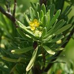 Suriana maritima Flower