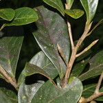 Ocotea insularis Hoja