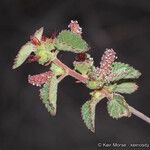 Acalypha californica Habitus