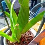 Oncidium spp. Leaf