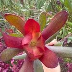 Leucadendron salignum Blomma