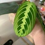 Maranta cristata Hoja