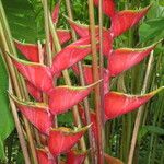 Heliconia wagneriana Anders