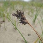 Carex arenaria Frutto