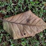 Coccoloba caracasana Hoja