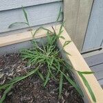 Digitaria sanguinalis Plante entière