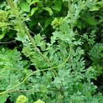 Thalictrum flavum Leaf