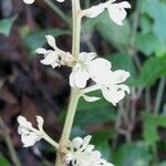 Serjania rhombea 花