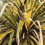 Pandanus tectorius Blad