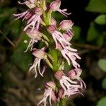Orchis × spuria ফুল