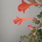 Columnea microphylla Flower