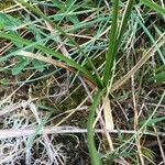 Carex arenaria 葉