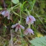 Crepis froelichiana Žiedas