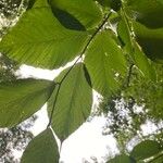 Fagus grandifolia Feuille