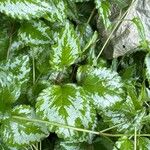 Lamium galeobdolonLeaf